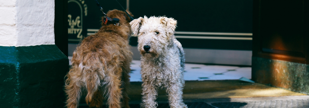 Furry Dogs on Leash