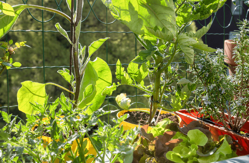 zelenjava na balkonu