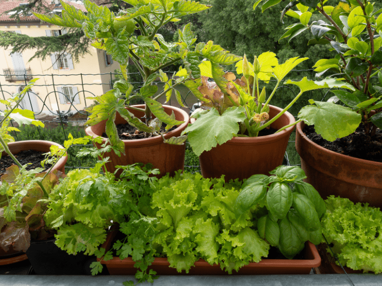 zelenjava na balkonu