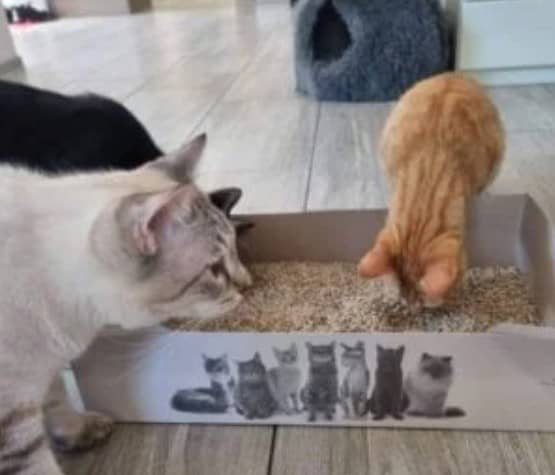 mačji pesek charly1